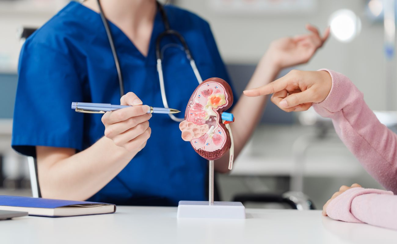 A healthcare professional in blue scrubs explains a kidney model to a person pointing at it, with a pen in hand.